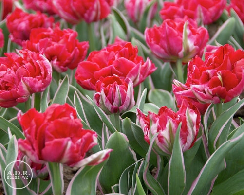 Tulip 'Eternal Flame'