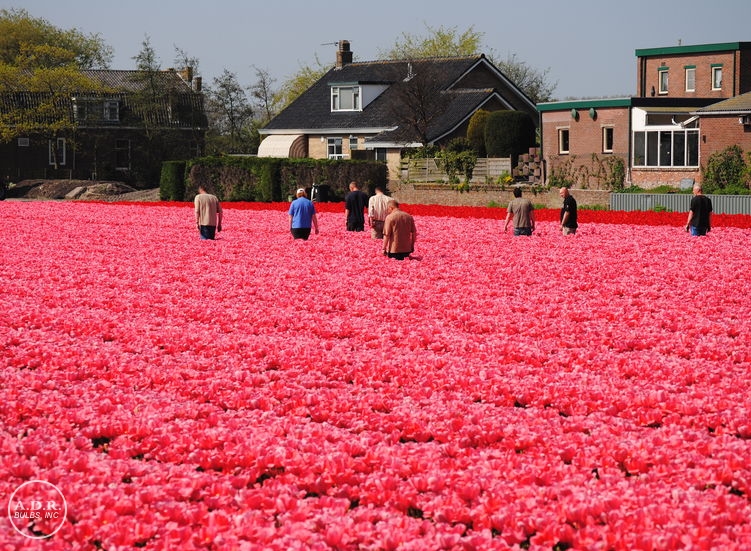 Field of tulip 'Pink Impression'. All 200 hectares of land are walked & manually inspected during the flowering season to ensure peak performance & quality from bulbs destined for export to the USA. 