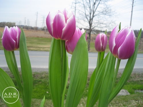 Tulip 'Arabian Mystery'