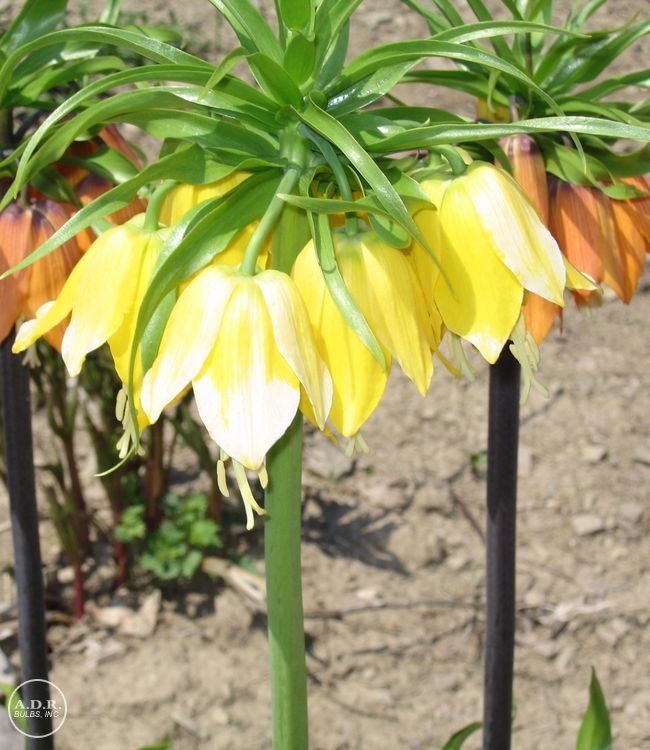 Fritillaria 'Rubra and Lutea'