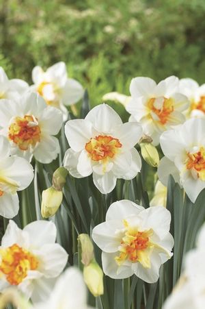 Narcissi double 'Flower Drift' ''