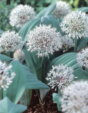 Allium tall 'Karataviense'