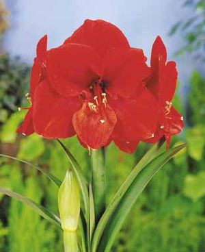 Amaryllis 'Ferrari'