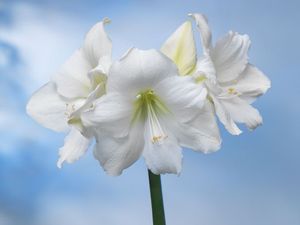 Amaryllis 'Athene'