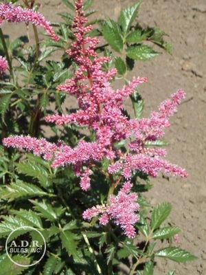 Astilbe 'Cattleya'