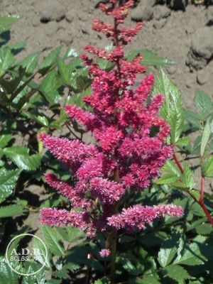 Astilbe 'Red Cattleya'