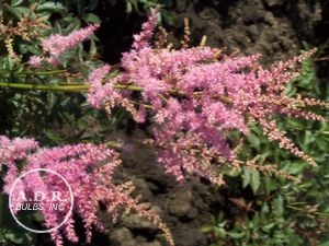 Astilbe 'America'