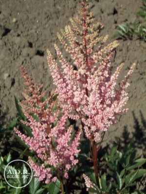 Astilbe 'Erica'