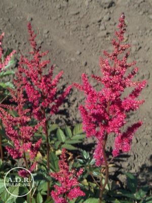 Astilbe 'Granaat'
