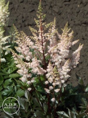 Astilbe 'Bumwalda simplicifolia'
