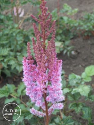 Astilbe 'Taquetti Superba'