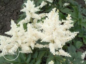 Astilbe 'Gladstone'