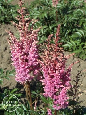 Astilbe 'Gloria'