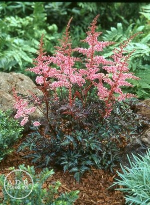 Astilbe Key West