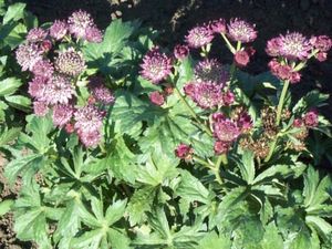 Astrantia 'Temptation Star'