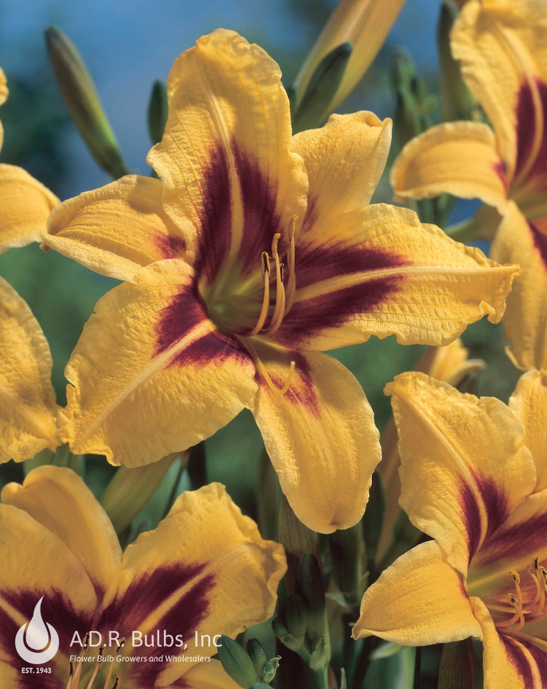 Hemerocallis Bonanza Daylily from ADR Bulbs