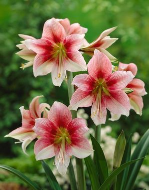 Amaryllis 'Melusine'