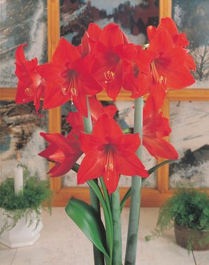 Amaryllis 'Pamela'
