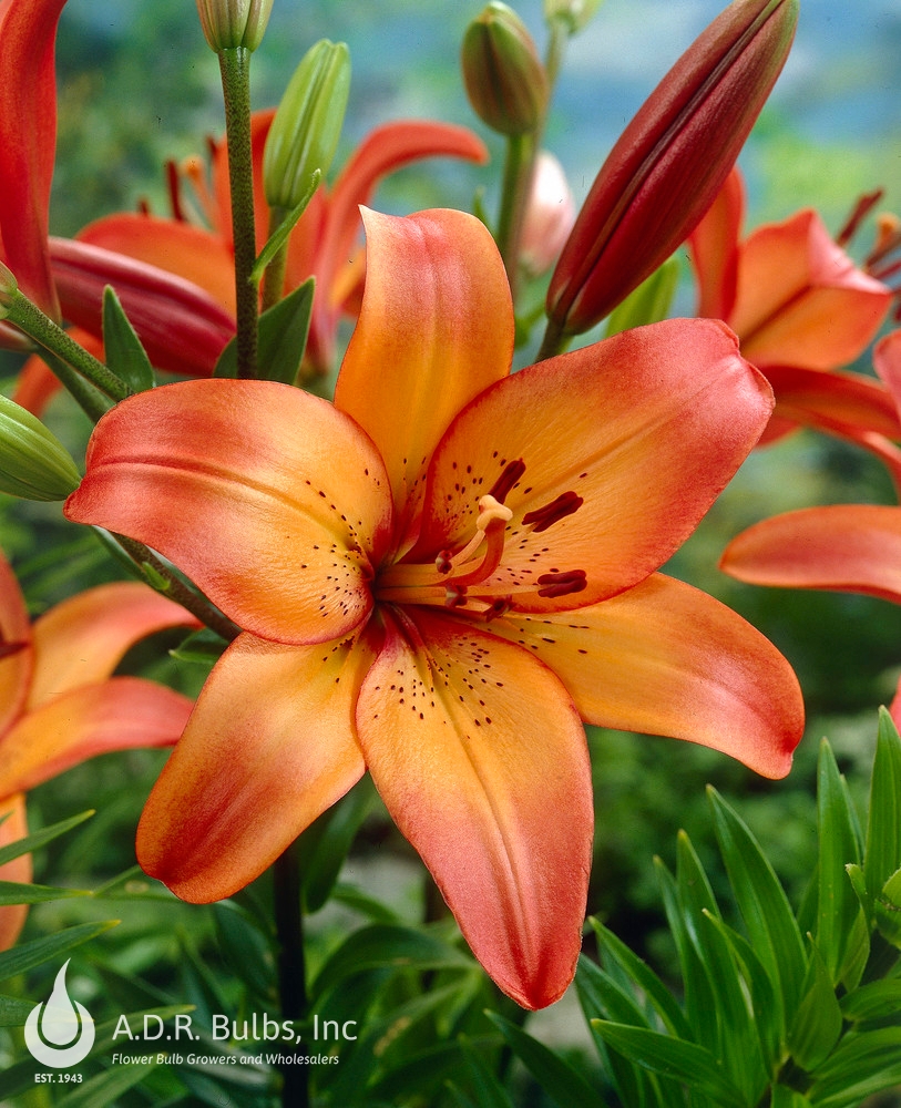 Lilium AsiFlorum 'Royal Sunset' Lily from ADR Bulbs