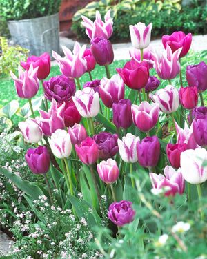 Tulipa long lasting mix 'Blue Ribbon Mix'