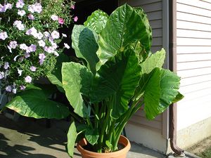 Alocasia 'Portodora'