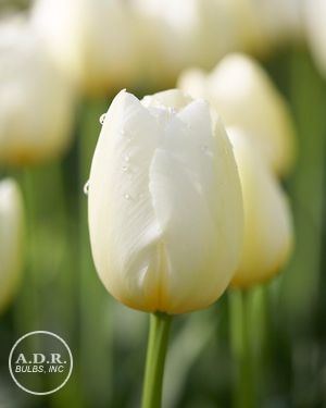 Tulipa darwin hybrid 'Pays Bas' ''