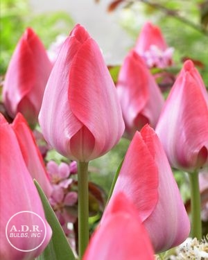 Tulipa triumph 'Van Eijk' ''