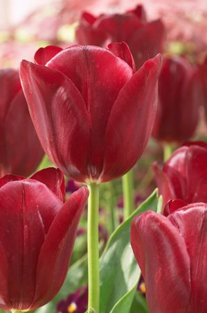 Tulipa triumph 'National Velvet' ''
