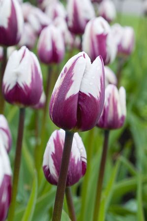 Tulipa triumph 'Rem's Favorite' ''