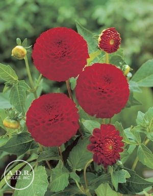 Red Cap