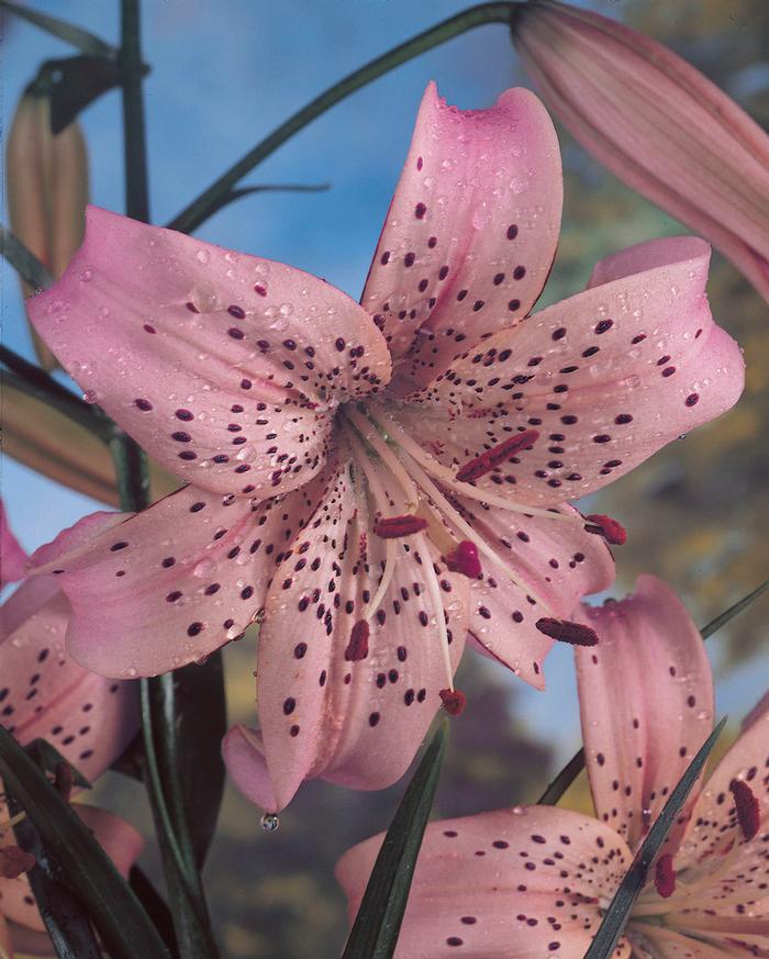 Lilium Unit 203 collection Tiger Lily from ADR Bulbs