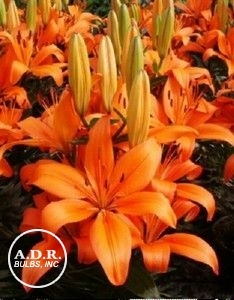http://www.adrbulbs.com/_ccLib/image/plants/DETA-1732.jpg
