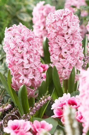 Hyacinthus orientalis 'Fondante' ''
