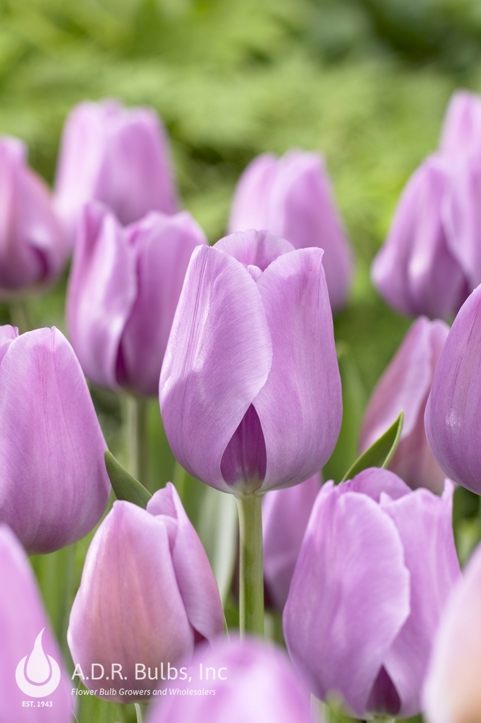 Tulipa triumph 'Alibi' Tulip from ADR Bulbs