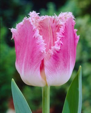 Tulipa fringed 'Dallas' ''