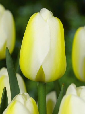 Tulipa triumph 'Angel's Wish' ''