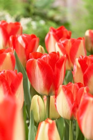 Tulipa darwin hybrid 'American Dream' ''