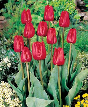 Tulipa triumph 'Bastogne' ''