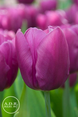 Tulipa triumph 'Purple Flag' ''