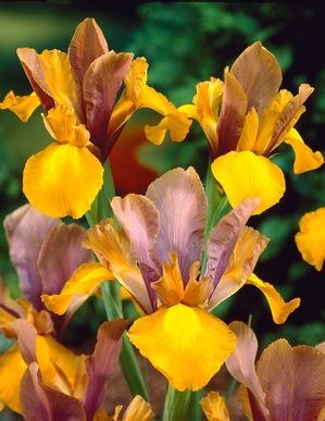 Iris Dutch 'Bronze Queen' ''