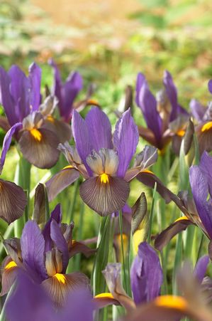 Iris Dutch 'Eye of the Tiger' ''