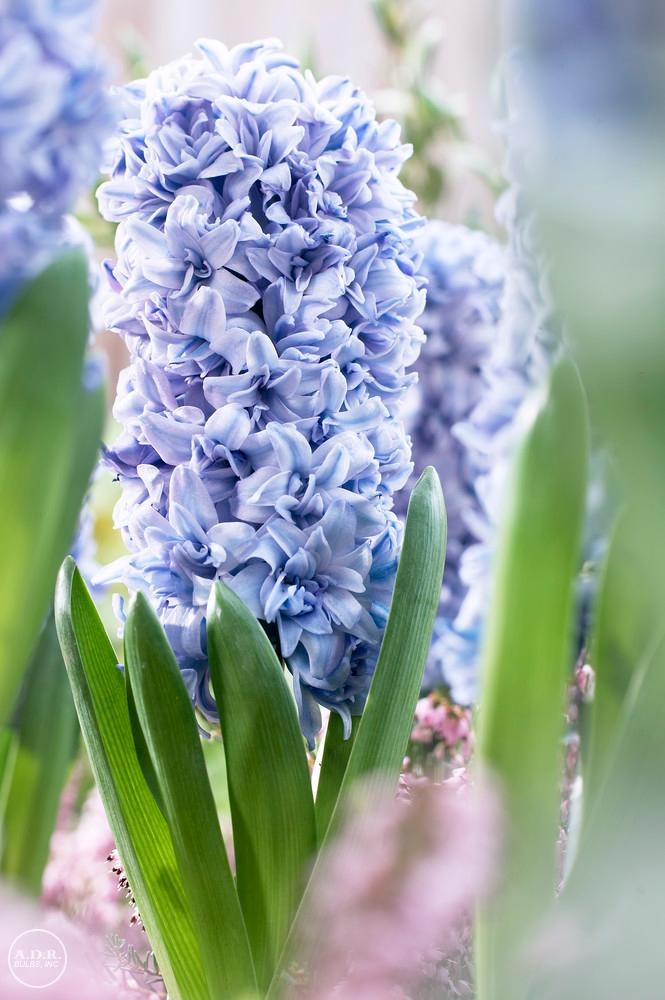 Hyacinthus orientalis 'Blue Tango' Hyacinth from ADR Bulbs