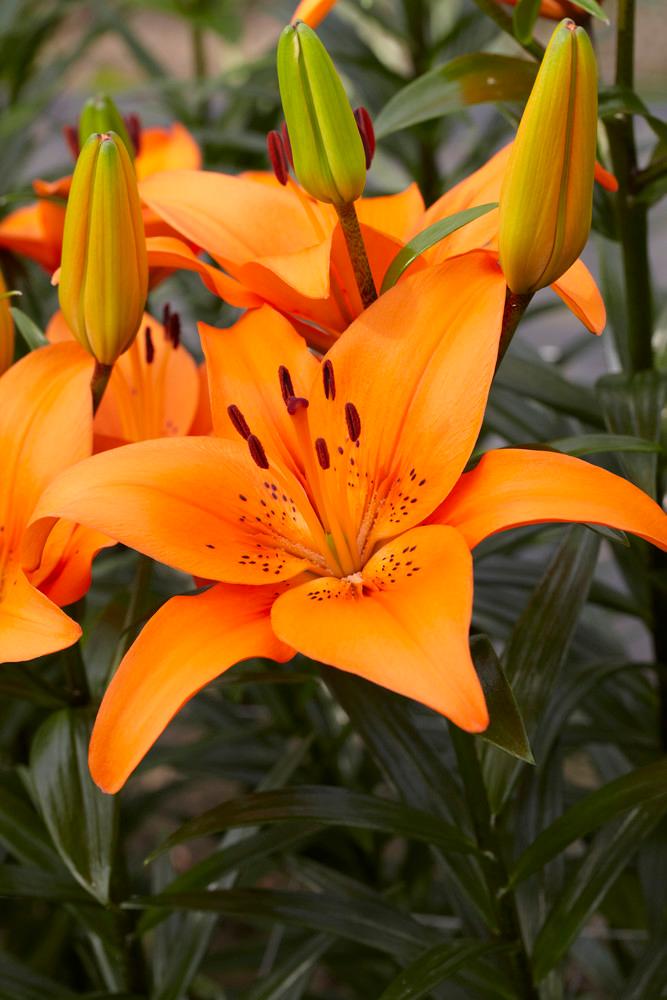 Lilium Asiatic 'Tresor' Lily from ADR Bulbs