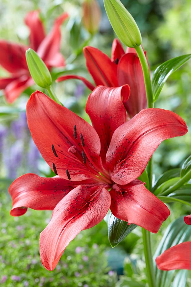 Lilium AsiFlorum 'Original Love' Lily from ADR Bulbs