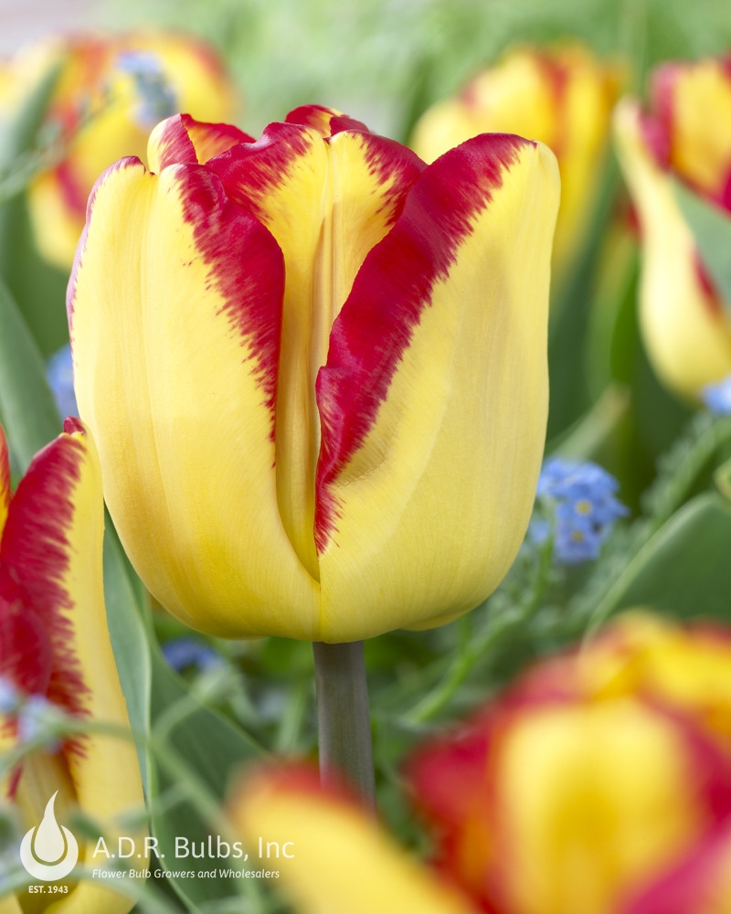 Tulipa triumph 'Cape Town' Tulip from ADR Bulbs