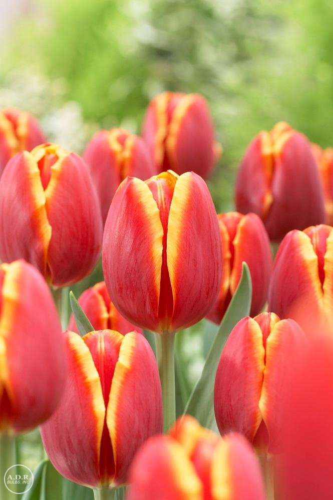 Hyacinth bulbs &middot; Tulip bulbs. Newtown,sandy hook,CT,Florist,Shooting,sympathy, funeral,flowers. Fritillaria bulbs. Allium bulbs. Wholesale flowerbulbs directly.