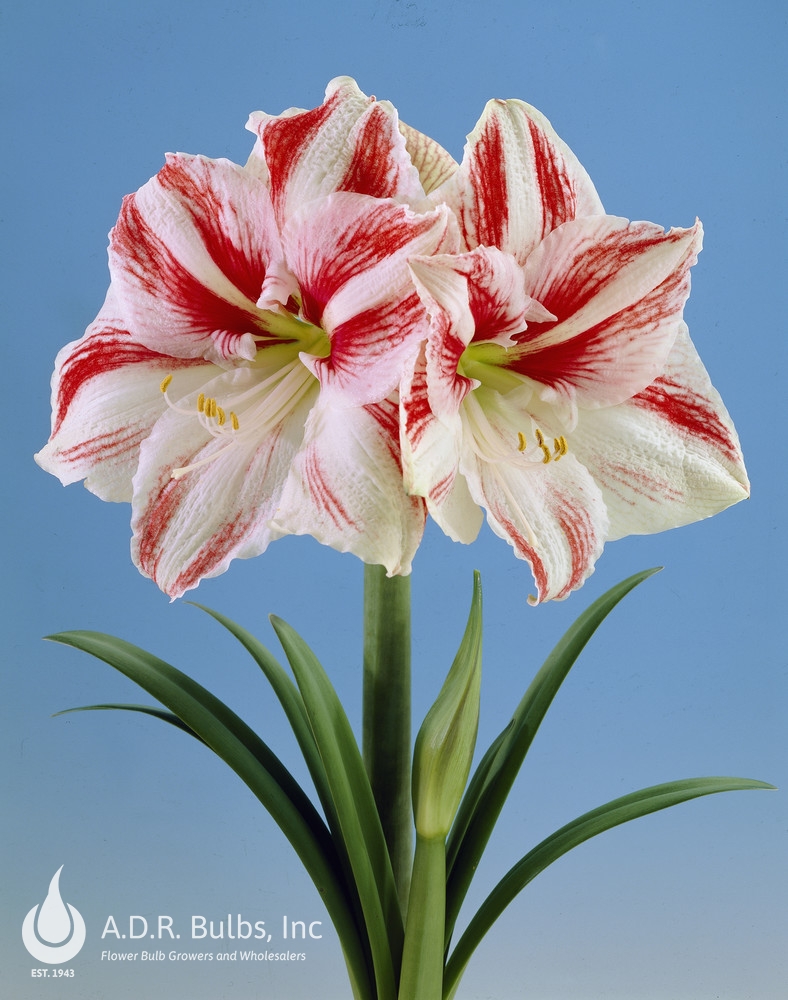 Hippeastrum Dutch 'Clown' Amaryllis from ADR Bulbs