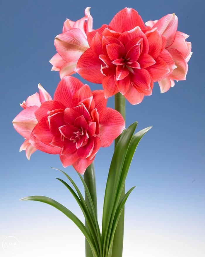 Hippeastrum Dutch 'Double Dream' Amaryllis from ADR Bulbs