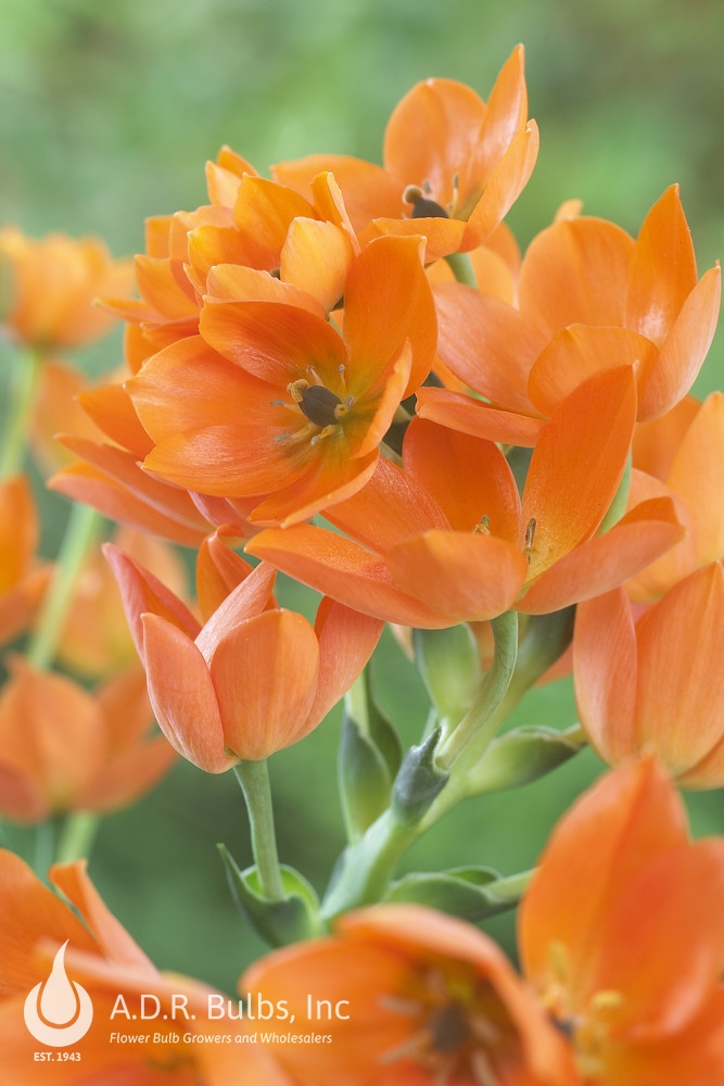 Ornithogalum 'Dubium Orange' Ornithogalum from ADR Bulbs