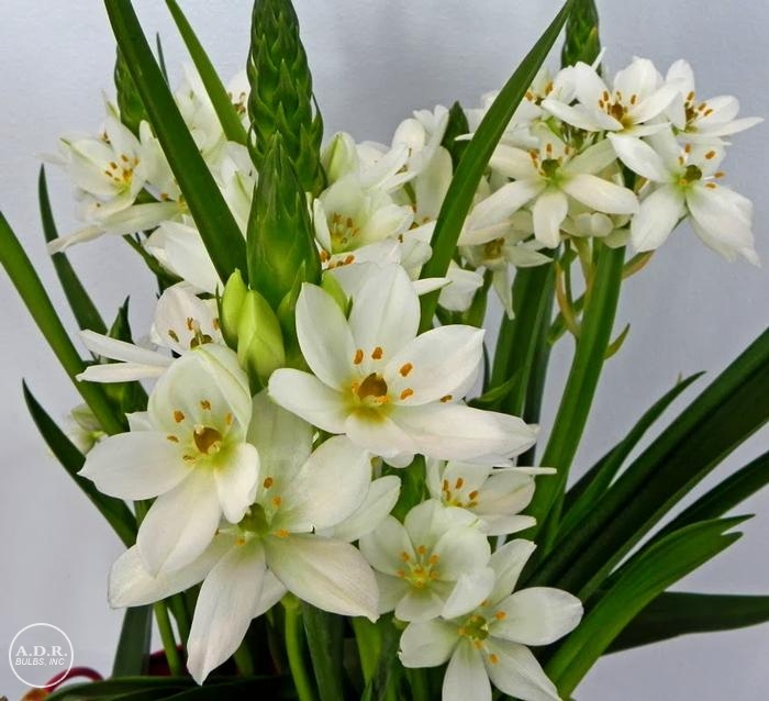 Ornithogalum 'Dubium White' Ornithogalum from ADR Bulbs